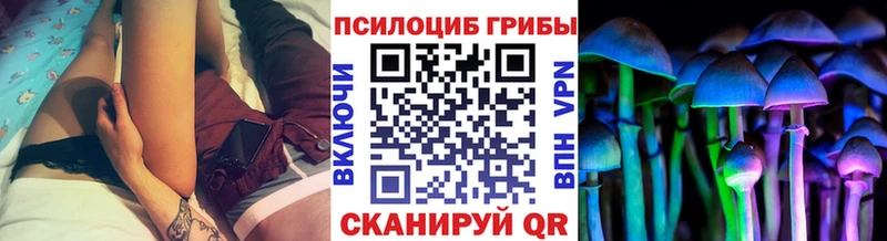 Псилоцибиновые грибы Psilocybe kraken как войти Бабаево купить наркотики сайты